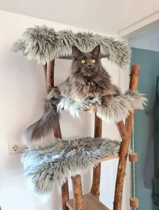 Schapendoes Maine Coon Moos